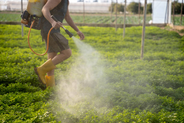 Best Termite Control Services  in Spring Glen, UT