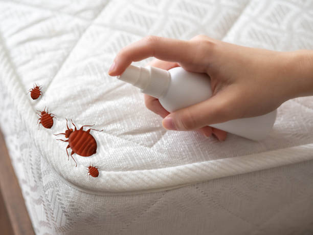 Best Mosquito Control Services  in Spring Glen, UT
